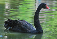 Black Swan